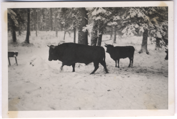 Rominter Heide (Rominter Heide), Schenkenhagen, Auerochsen im Wald, Winterfüttrung