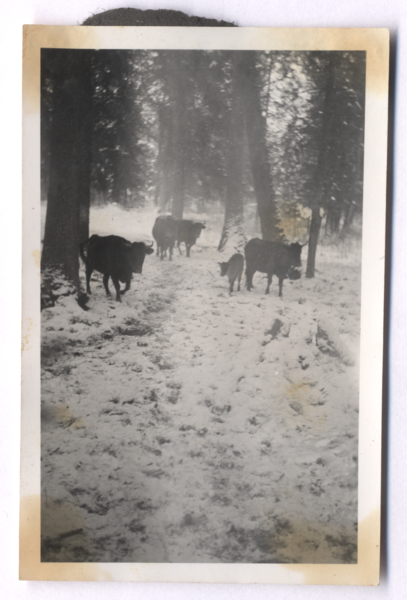 Rominter Heide (Rominter Heide), Schenkenhagen, Auerochsen im Wald, Winterfüttrung IV