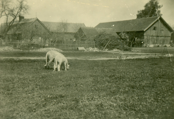 Dammfelde (Ostpr.), Hof Rimkus in Dammfelde