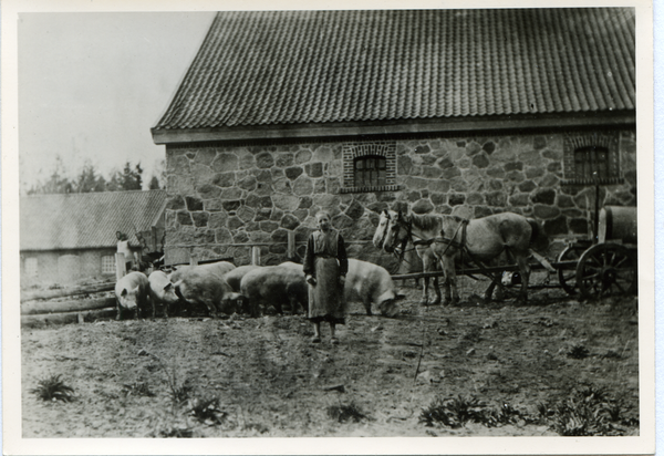 Nadrau Kr. Osterode, Gut, Schweinestall und Sauen