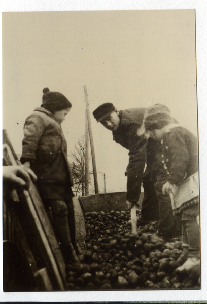 Peterswalde Kr. Osterode, Kartoffelernte, Bruder von Willi Schulz schaufelt Kartoffeln vom Kastenwagen