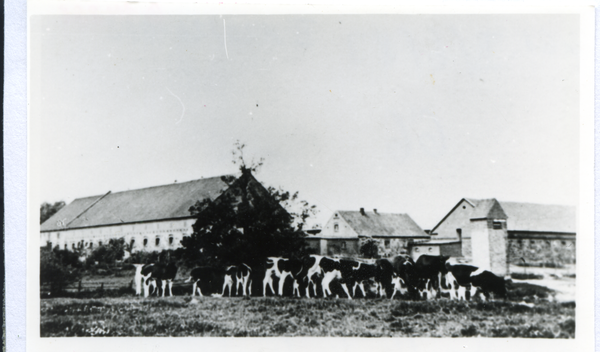 Rhein Kr. Osterode, Gut, Stallgebäude