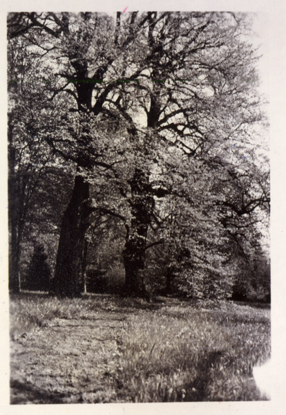 Schmückwalde, Alte Bäume im Gutspark