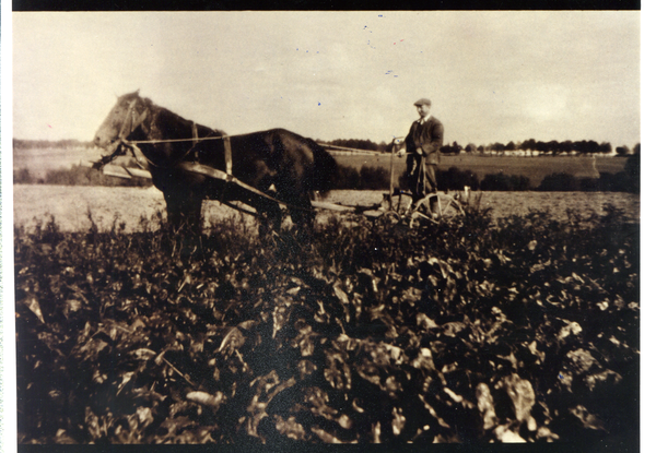 Schmückwalde, Mühle-Walter Schwesig bei der Feldarbeit