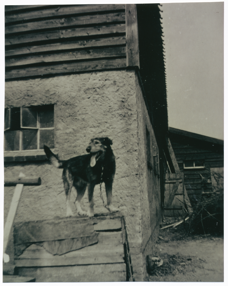 Neu Eschergallen, Siedlungshof Otto Polenz, Der Hofhund