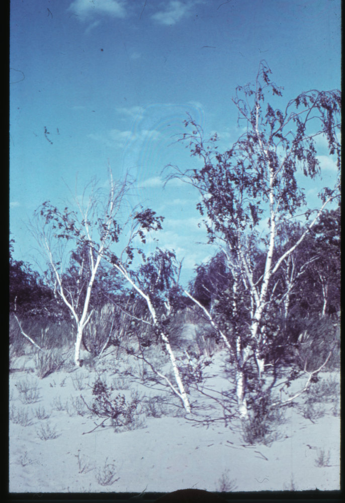 Kurische Nehrung, Dünenvegetation