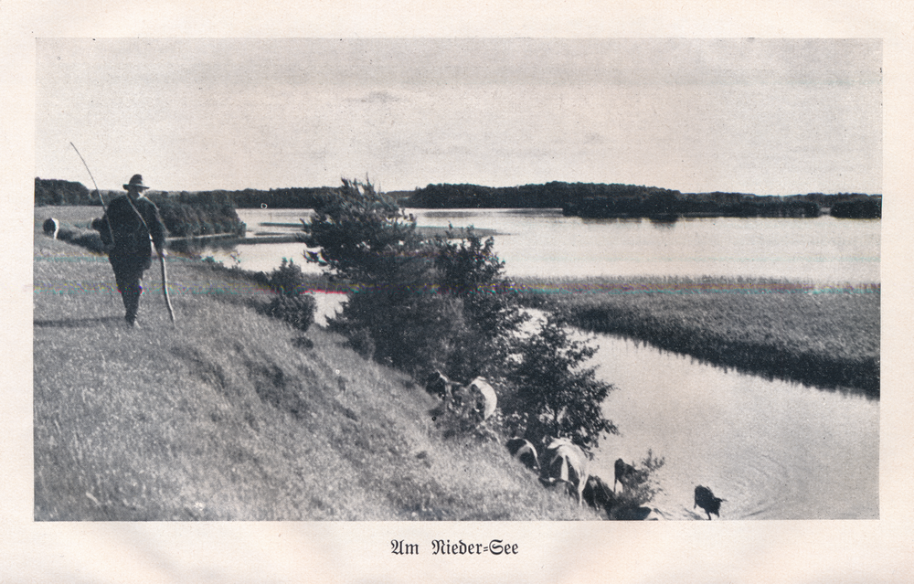 Niedersee, Kuhhirte am See