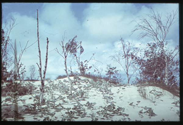 Kurische Nehrung, Dünenvegetation