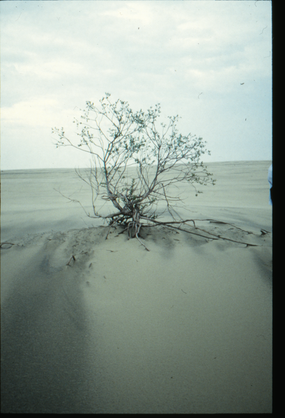 Kurische Nehrung, Dünenlandschaft "Sandwüste Europas"