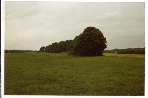 Steffenswalde (Szczepankowo), Nusswäldchen