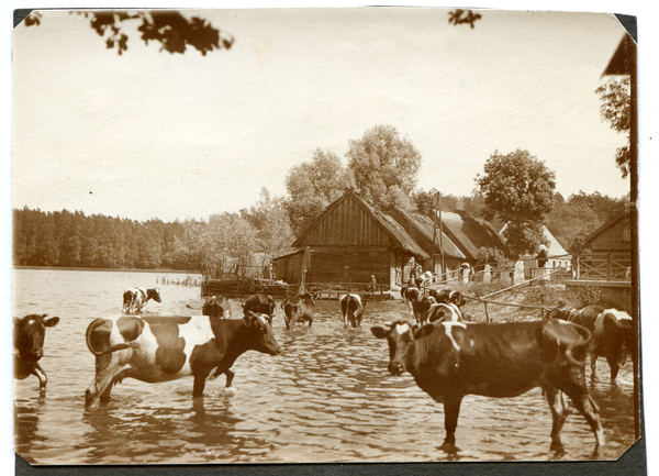 Taberbrück, Kühe auf dem Weg zum Stall