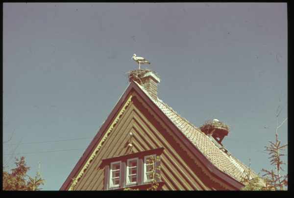 Rossitten Kr. Samland, Vogelwarte, Storch und Storchennester auf dem Dach des Museumsgebäudes der Vogelwarte