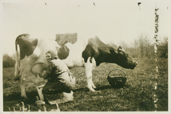 Schikarowen, Marie Holz beim Melken