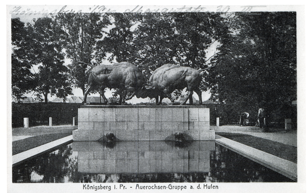 Königsberg (Pr.), Auerochsen-Gruppe