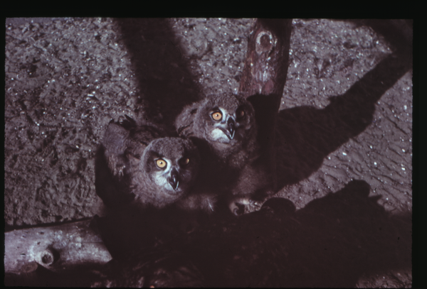 Rossitten Kr. Samland, Vogelwarte, Junge Uhus