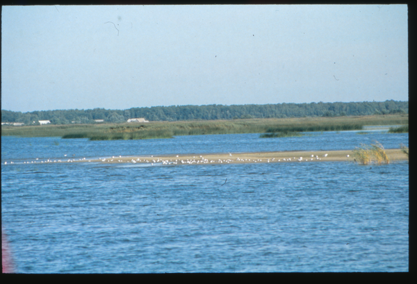 Kurisches Haff, Sandbank mit Möwen
