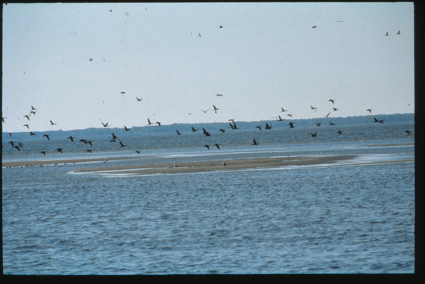 Kurisches Haff, Kormorane über einer Sandbank