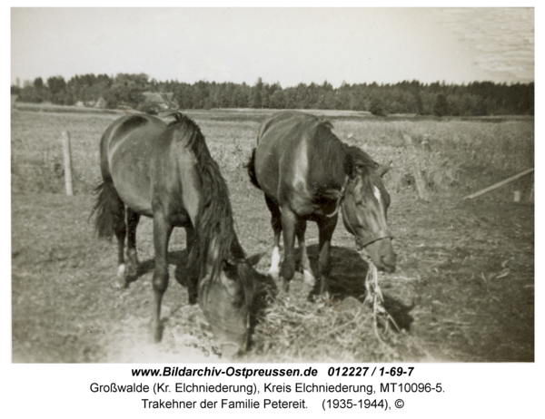 Großwalde, Trakehner der Familie Petereit