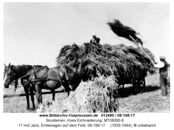 Skuldeinen, 17 Hof Janz, Erntewagen auf dem Feld, 08-188-17