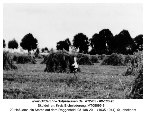 Skuldeinen, 20 Hof Janz, ein Storch auf dem Roggenfeld, 08-188-20