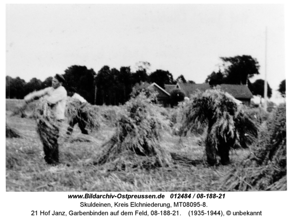 Skuldeinen, 21 Hof Janz, Garbenbinden auf dem Feld, 08-188-21