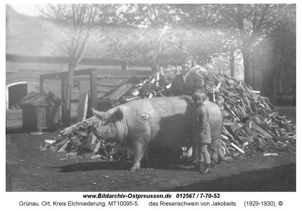 Grünau, das Riesenschwein von Jakobeits