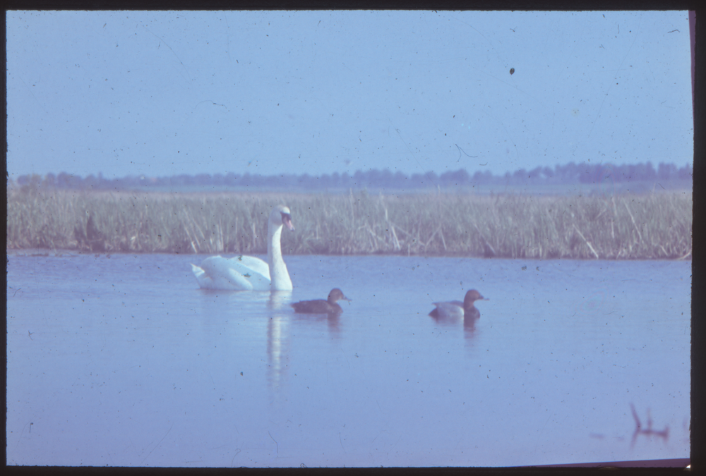 Klein Guja, Nordenburger See, Höckerschwan und Tafelentenpaar