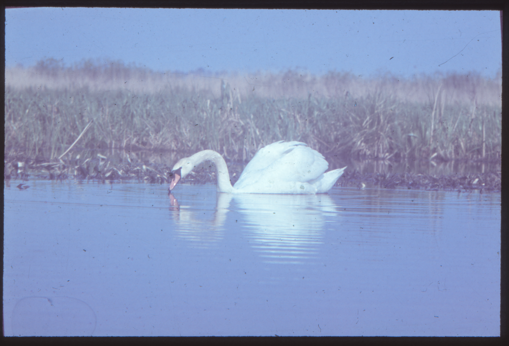 Klein Guja, Nordenburger See, Höckerschwan