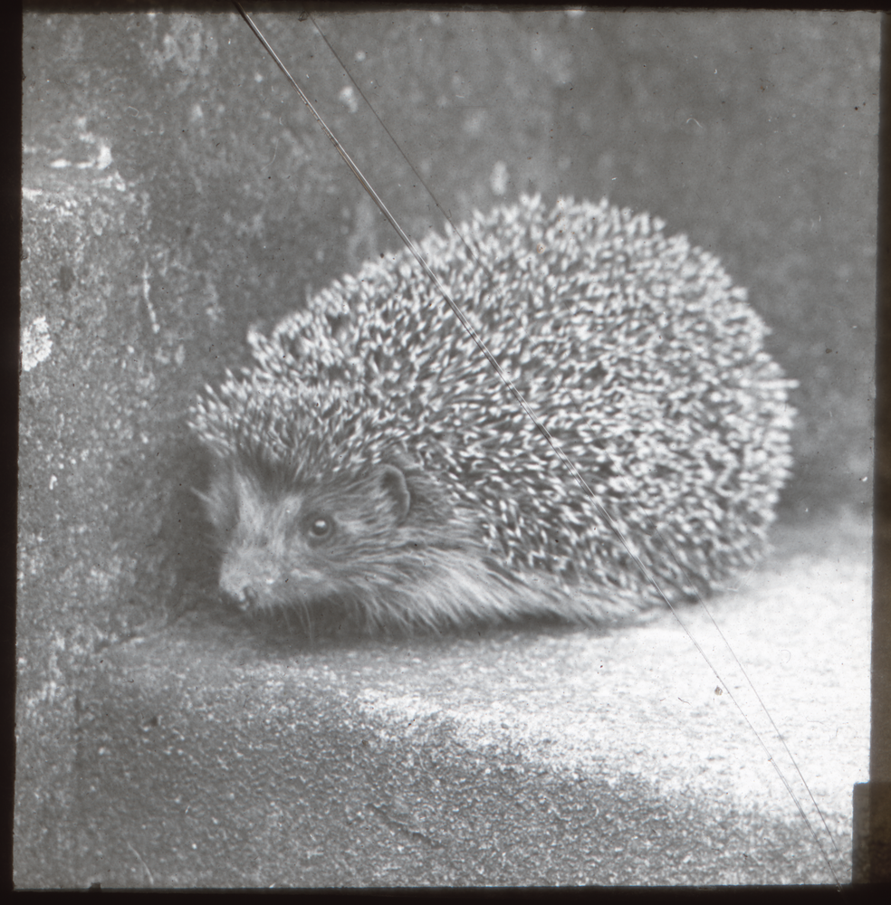 Klein Guja, Ostigel auf der Treppe zur Terrasse