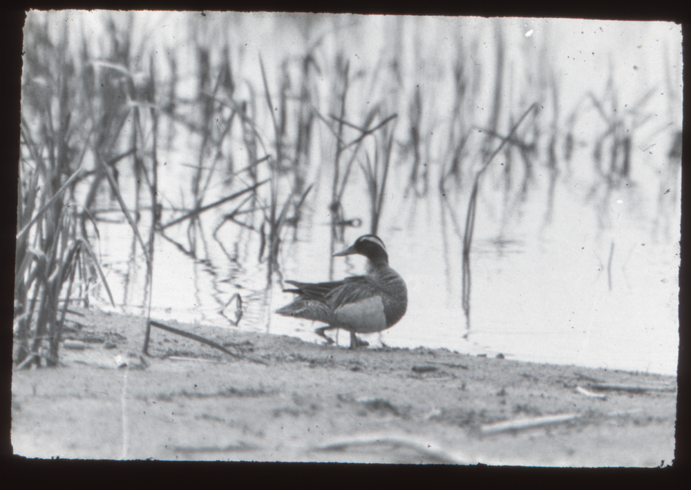 Klein Guja, Nordenburger See, Knäckente, Erpel