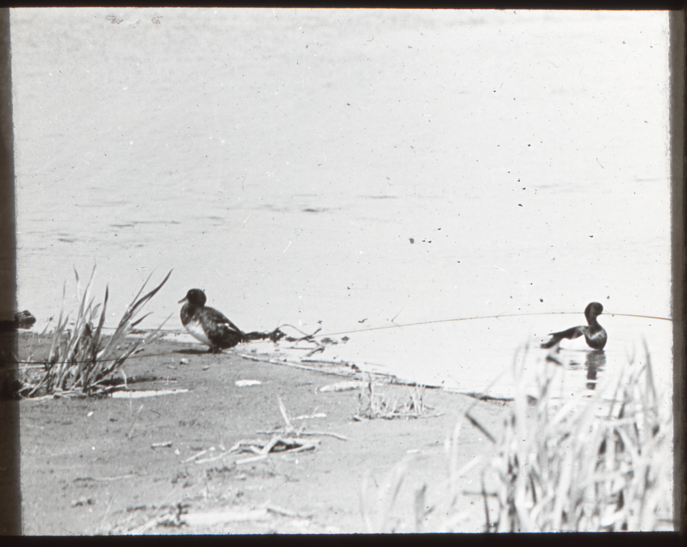 Klein Guja, Nordenburger See, Reiherenten-Paar, links der Erpel