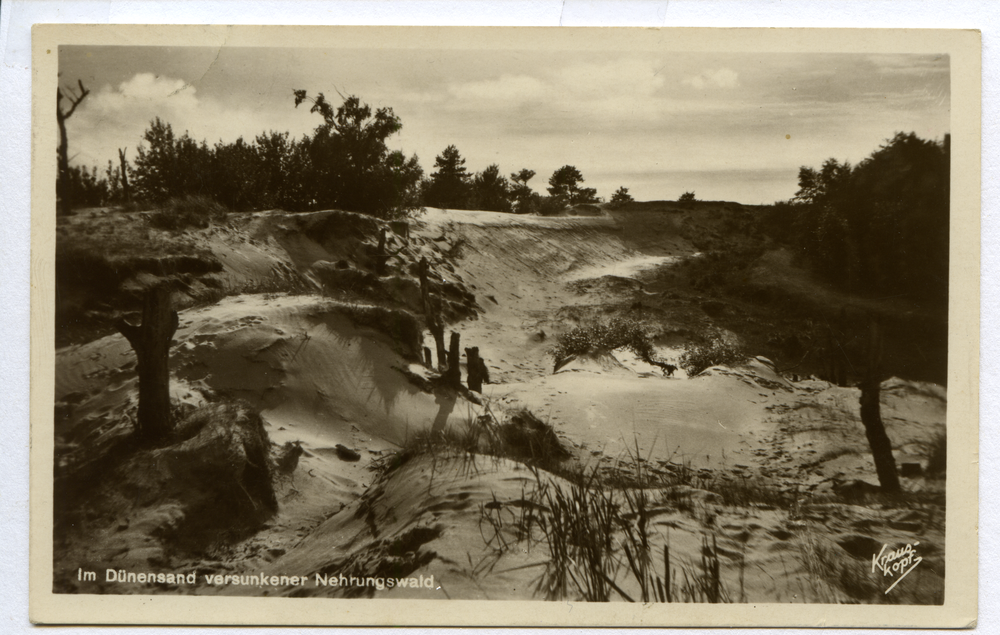 Kurische Nehrung, Im Dünensand versunkener Nehrungswald