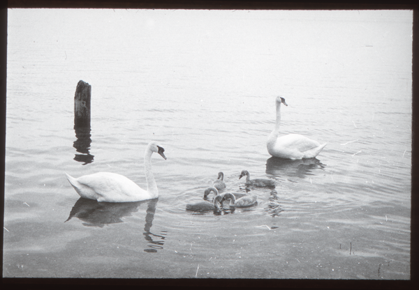 Klein Guja, Nordenburger See, Höckerschwan-Familie