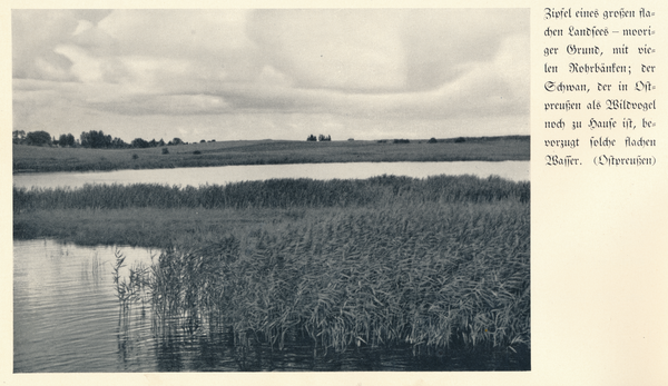 Ostpreußen, Großer flacher Landsee