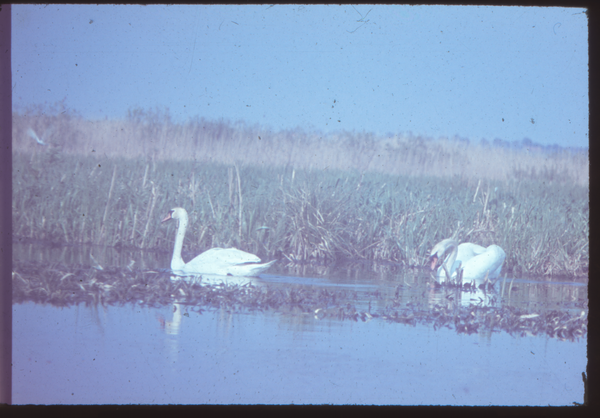 Klein Guja, Nordenburger See, Höckerschwäne