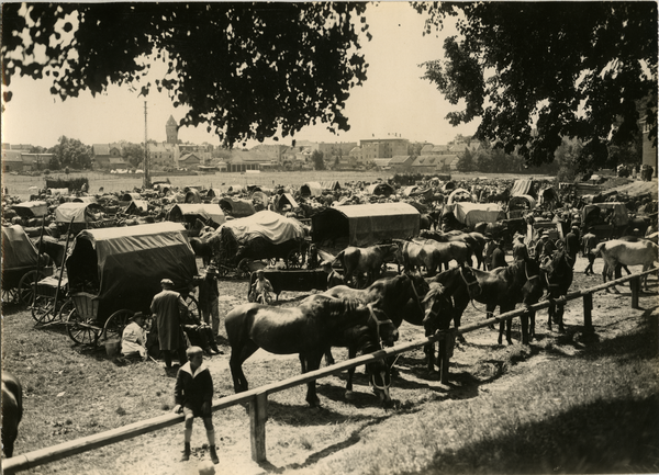 Wehlau, Der Wehlauer große Pferdemarkt