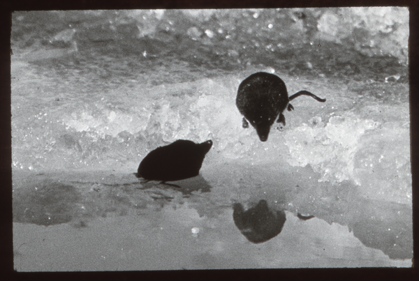 Klein Guja, Nordenburger See, Wasserspitzmäuse am Eisloch