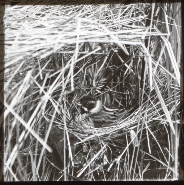 Klein Guja, Rohrammer-Männchen, brütend