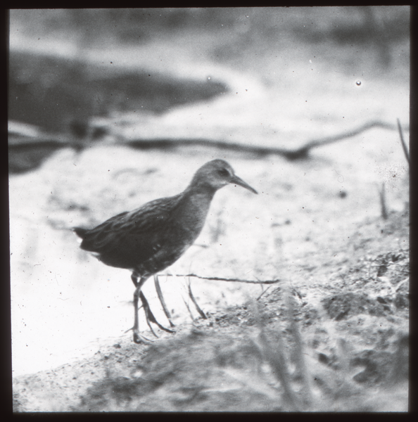 Klein Guja, Wasserralle, Jungvogel