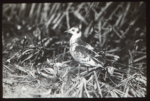 Klein Guja, Lachmöwe, Jungvogel