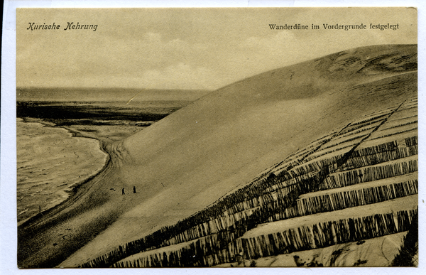 Kurische Nehrung, Wanderdüne im Vordergrunde festgelegt