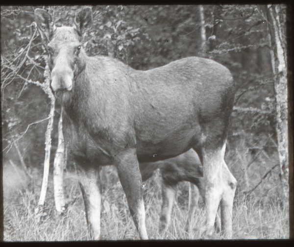 Klein Guja, Elchin mit Kalb