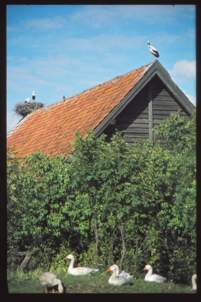 Bergfriede Kr. Osterode (Samborowo), Haus mit Störchen und Gänsen