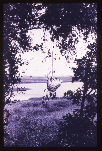 Nordenburger See, Krummes Lindchen, Beutelmeisennest