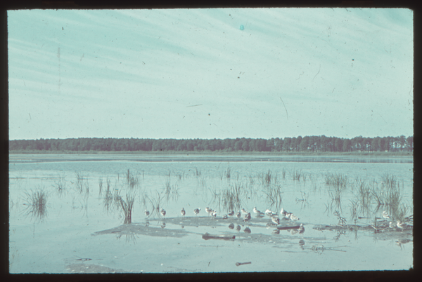Klein Guja, Nordenburger See, Lachmöwen(?) auf der Sandbank