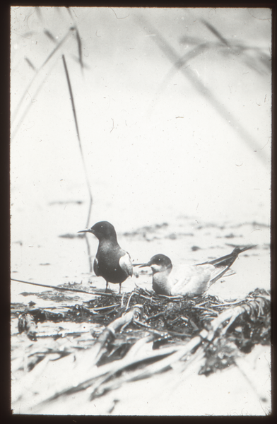 Nordenburger See, Frühlingsinsel, Trauerseeschwalben-Paar am Nest