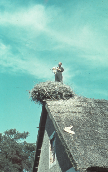 Rossitten Kr. Samland, Vogelwarte, Jungstorchberingung