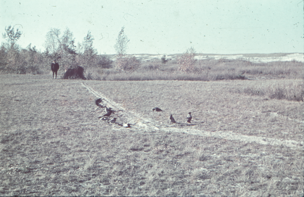 Kurische Nehrung, bei Rossitten?, Krähenfang