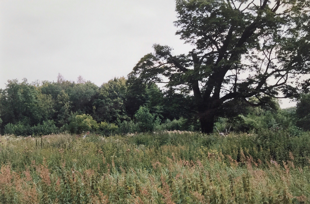 Preußenwall Kr. Ebenrode, Vor dem Baum befand sich der Hof August Warnat