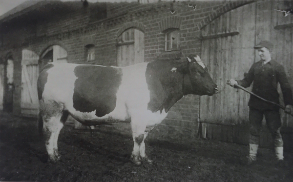 Gudellen Kr. Ebenrode, Fritz Warnat mit dem Zuchtbullen